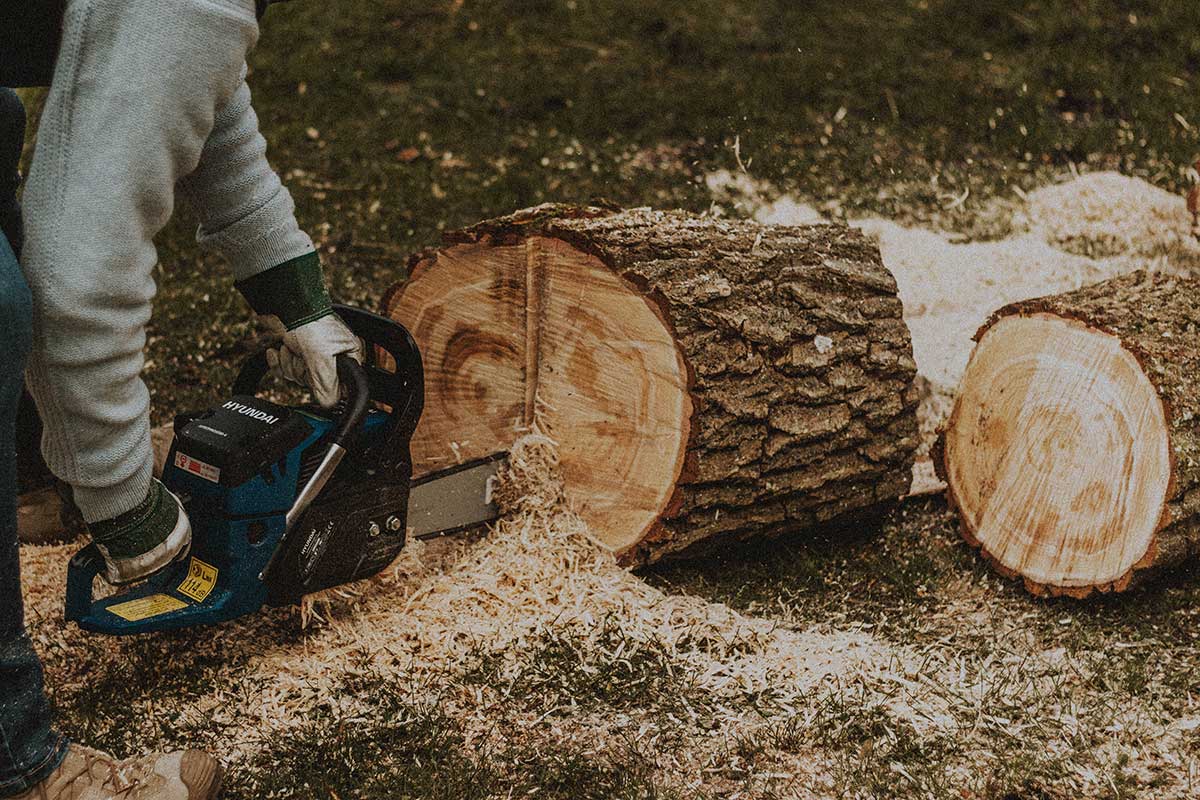 Baum-Fällung-Forstbetrieb-Werle-Griebe#