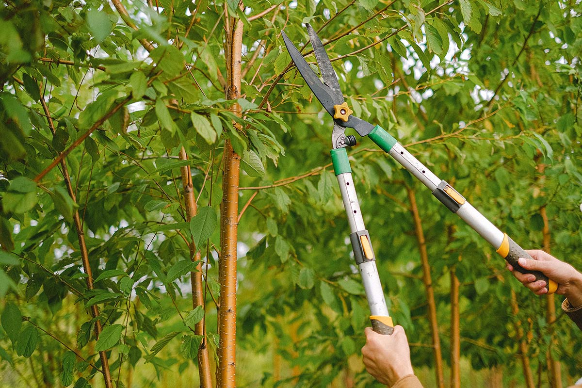 Gartenpflege-Forstbetrieb-Werle-Griebe